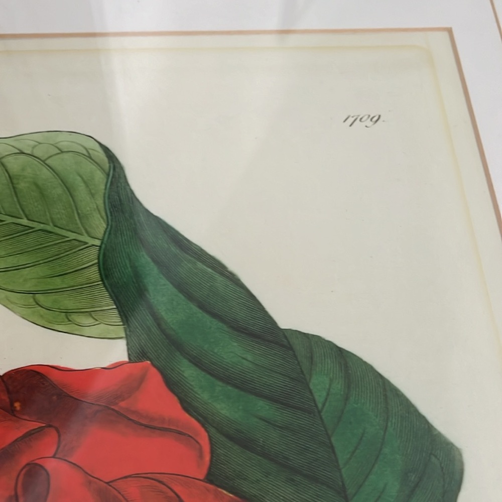 Framed Red botanical Floral Art Print - Picture 8 of 11